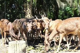 See reviews and photos of zoos in negeri sembilan, malaysia on tripadvisor. Ternakan Rusa Gemencheh Kosmo Digital