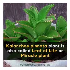 Image result for Kalanchoe pinnata
