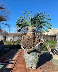 Image result for Boophone