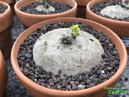 Image result for Cyphia erecta