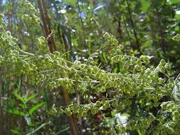 Image result for Artemisia afra