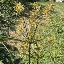 Image result for Cyperus esculentus