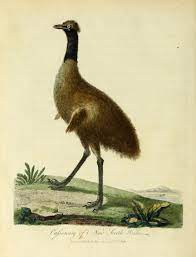 Despite the presence of the british political ideology of centralized power, the political structure in the miskito kingdom proved more tribal in nature. Trailblazing 18th Century Artist Sarah Stone S Stunning Natural History Paintings Of Exotic Endangered And Extinct Species Brain Pickings