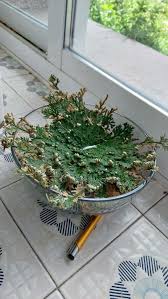 Image result for Selaginella dregei