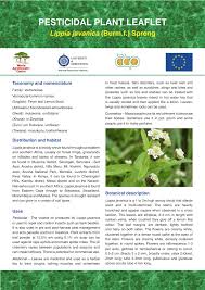 Image result for Lippia javanica