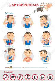 Penyakit kencing tikus atau nama sainsnya leptospirosis ialah penyakit berjangkit disebabkan bakteria leptospira yang disebarkan melalui haiwan. Drsazone On Twitter Leptospirosis Juga Dikenali Sebagai Penyakit Kencing Tikus Cabarannya Simptom Sama Macam Demam Virus Yang Biasa Cuma Demamnya Berpanjangan Menginjak Lebih 2 3 Minggu Syukur Masih Boleh Dirawat Medtweetmy Https T