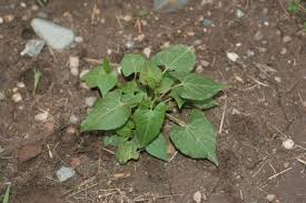 Image result for Fallopia convolvulus
