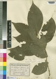 Image result for Olax gambecola