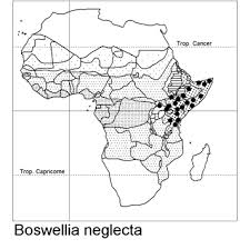Image result for Commiphora mombassensis