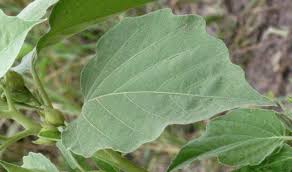 Image result for Astripomoea hyoscyamoides