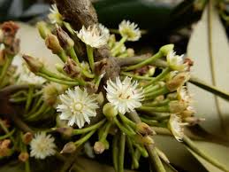 Image result for Sapotaceae