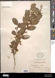 Image result for Carpolobia