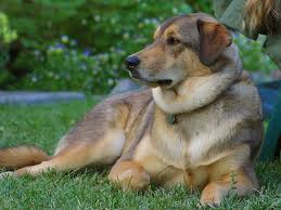 Just curious on how you know if you have a brain tumor or cancer. Pacing And Circling Dog Brain Tumor May Be Cause