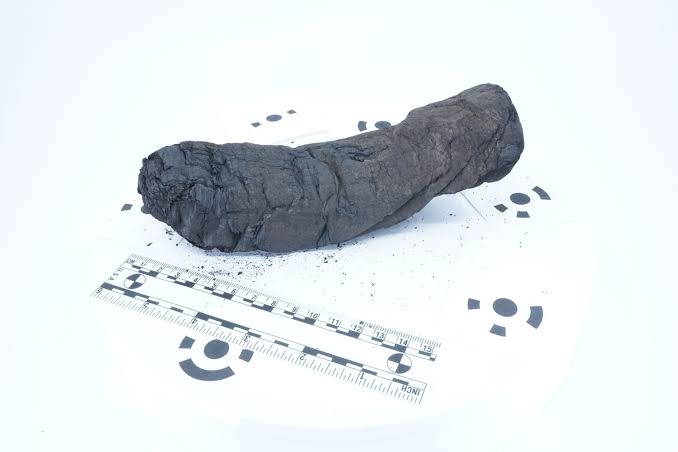 AI just deciphered part of the Herculaneum Scrolls | National Geographic