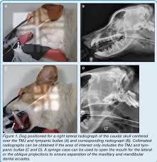 Image result for Skull XRay