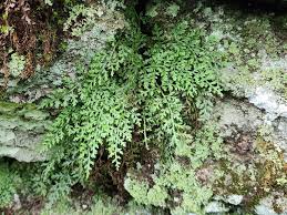 Image result for Aspleniaceae