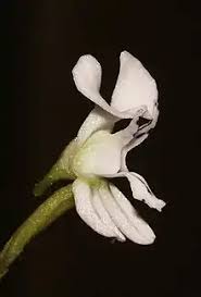 Image result for Disa saxicola