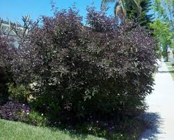 Image result for Vitex trifolia