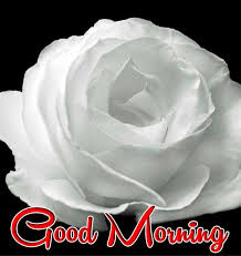Maybe you would like to learn more about one of these? White Beautiful Rose With Good Morning Image Free Good Morning Images Free Good Morning Images Good Morning Images White Roses