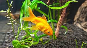 Benefits of keeping fish aquarium at home. How To Clean Fish Tank Gravel Aquarium Care Youtube