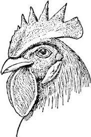 Single Comb Chicken Head Chicken Drawing Rooster Art Chicken Art