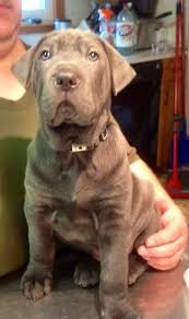 The average price of a lab pei puppy is between $750 and $1,100. Weim Pei Dog Breed Information And Pictures