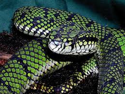 A pit viper, sometimes spelled pitviper, is any number of different species in the subfamily crotalinae. Trimeresurus Sumatranus Malcolmi Malcom 8217 S Pit Viper Mt Kinabalu Pit Viper Trimeresurus Sumatranus Malcolmi Is A Beautiful Snakes Cute Snake Pit Viper