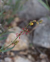 Image result for Hermannia floribunda