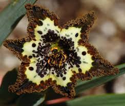 Image result for Ferraria glutinosa