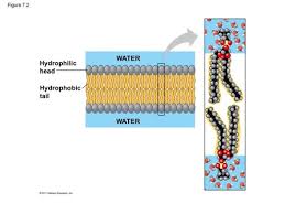 The Cell Membrane And Transport | Bio103: Human Biology