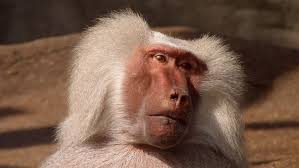 Animal Animal Photography Baboon Close Up Hairy Monkey Primate Wildlife Baboon Animal Photography Zoo Animals
