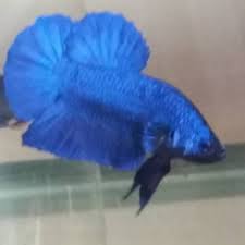 You'll receive email and feed alerts when new items arrive. Giant Betta Pet Supplies On Carousell