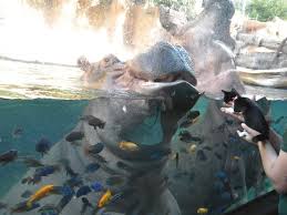 We did not find results for: Foster Kittens And Dogs Were Greeted By Animals At The San Antonio Zoo