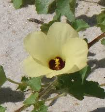 Image result for Hibiscus rhabdotospermus