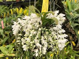 Image result for Mystacidium