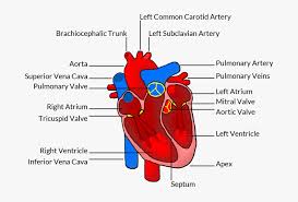 Breakdown of a broken heart. Transparent Real Heart Clipart Human Heart Hd Png Download Kindpng