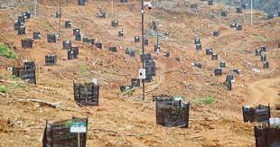 Tanaman durian musang king adalah tanaman khas daerah tropis. Cara Menanam Benih Durian Musang King Yang Betul My Info Berita