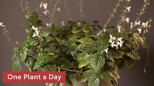 Oct 27, 2011 · plectranthus ciliatus (candlestick plant, blue spur flower) develops a purple underside in strong light; Plectranthus Verticillatus Correction P Ciliatus Swedish Ivy Houseplant Care 228 Of 365 Youtube