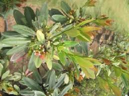Image result for Syzygium owariense