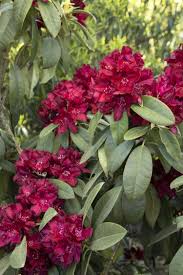Doreen Wynja Close Up In 2020 Rhododendron Plant Plants Rhododendron