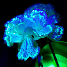 Check spelling or type a new query. How To Reveal A Plant S Vascular System Tamara Tamawi Horne