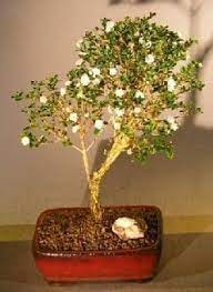 Bonsai trees for sale dwarf weeping cherry bonsai tree~medium. Flowering Snow Rose Serissa Bonsai Tree For Sale Large Serissa Foetida Bonsai Tree Gardener