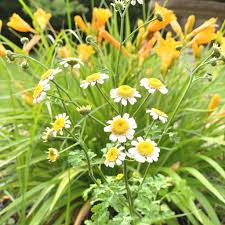 Maybe you would like to learn more about one of these? Medicinal Herb Gardening For Beginners The Beginner S Garden