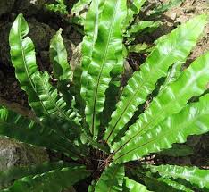 Image result for Aspleniaceae