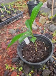 Hawaii Tropical Fruit Growers