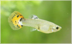 How To Take Care Guppy Fry Properly Ultimate Care Guide