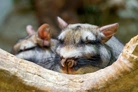 Image result for viscacha