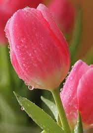 Pin By Gaby Giron On Flowers Beautiful Flowers Photos Beautiful Flowers Tulips Flowers