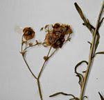 Image result for Pharnaceum brevicaule