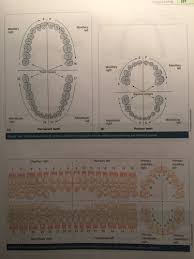 Da 110 Chapter 14 Dental Charting Flashcards Quizlet